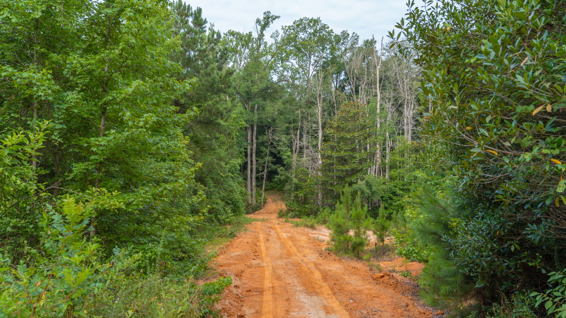 Image for The Wright Place - 190+/- Total Acres - Row Crop & Timber Farm W/ (2) Scenic Ponds