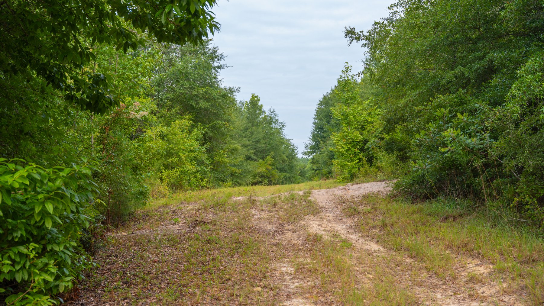 Image for The Wright Place - 190+/- Total Acres - Row Crop & Timber Farm W/ (2) Scenic Ponds