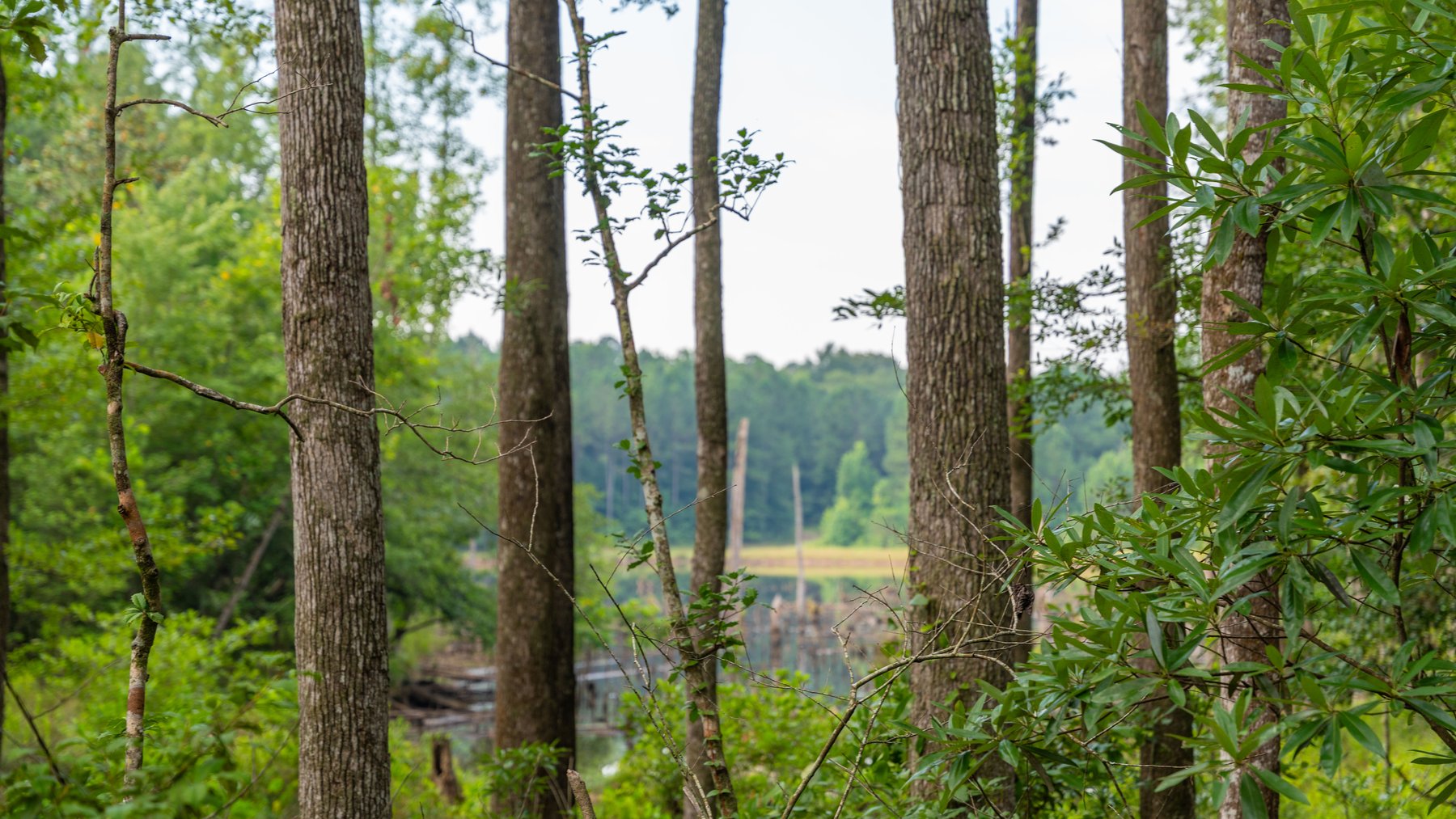 Image for The Wright Place - 190+/- Total Acres - Row Crop & Timber Farm W/ (2) Scenic Ponds