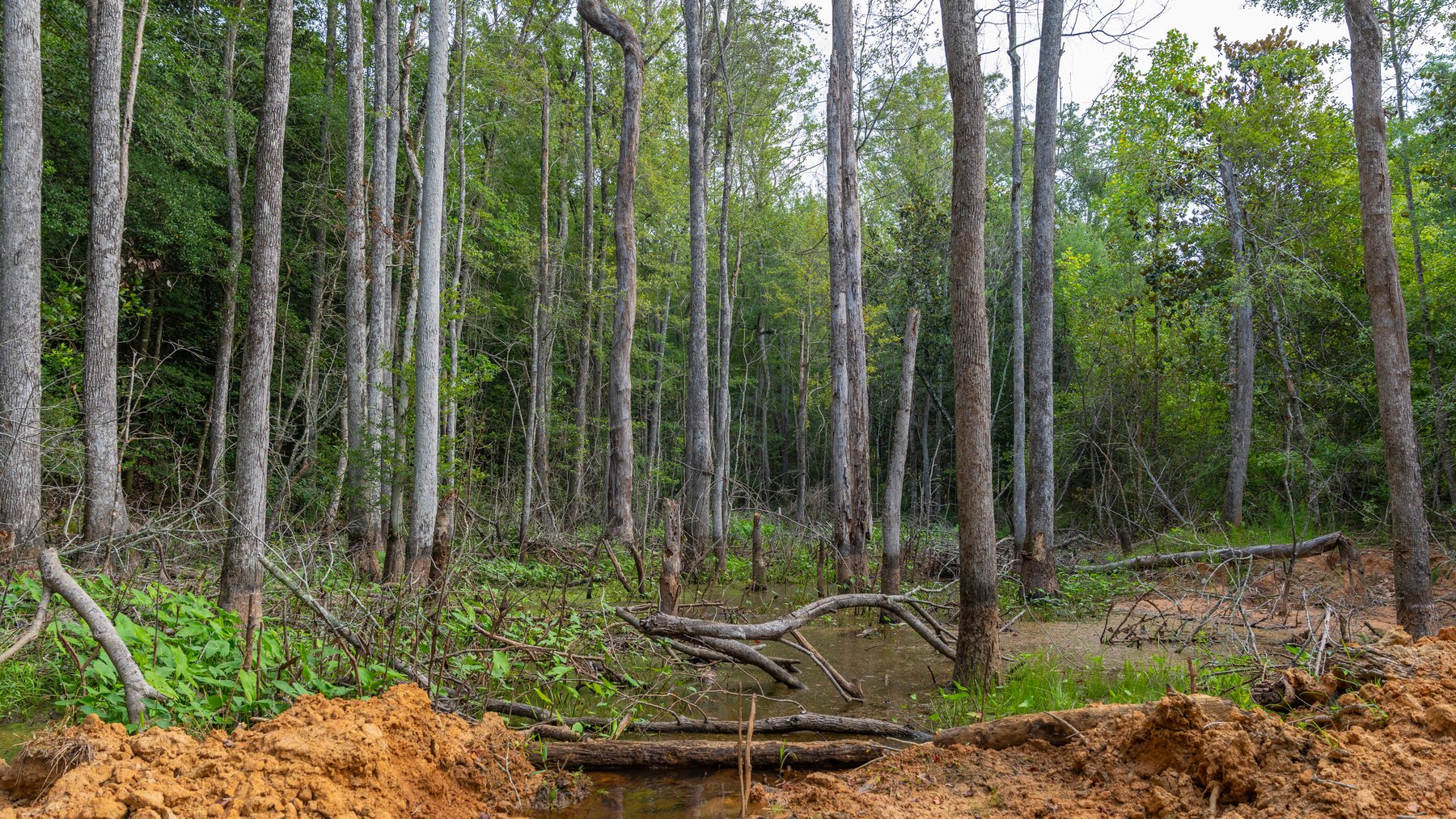 Image for The Wright Place - 190+/- Total Acres - Row Crop & Timber Farm W/ (2) Scenic Ponds