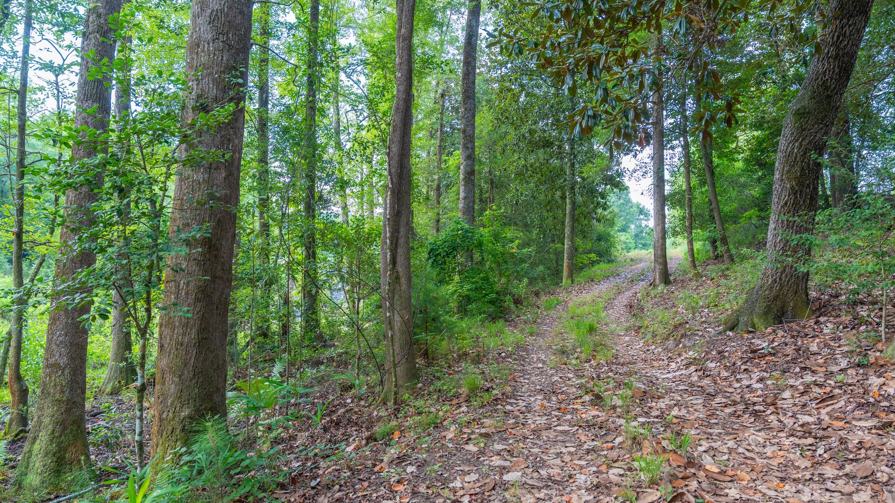 Image for The Wright Place - 190+/- Total Acres - Row Crop & Timber Farm W/ (2) Scenic Ponds