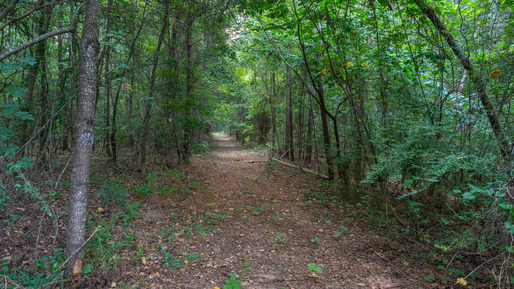 Image for The Wright Place - 190+/- Total Acres - Row Crop & Timber Farm W/ (2) Scenic Ponds