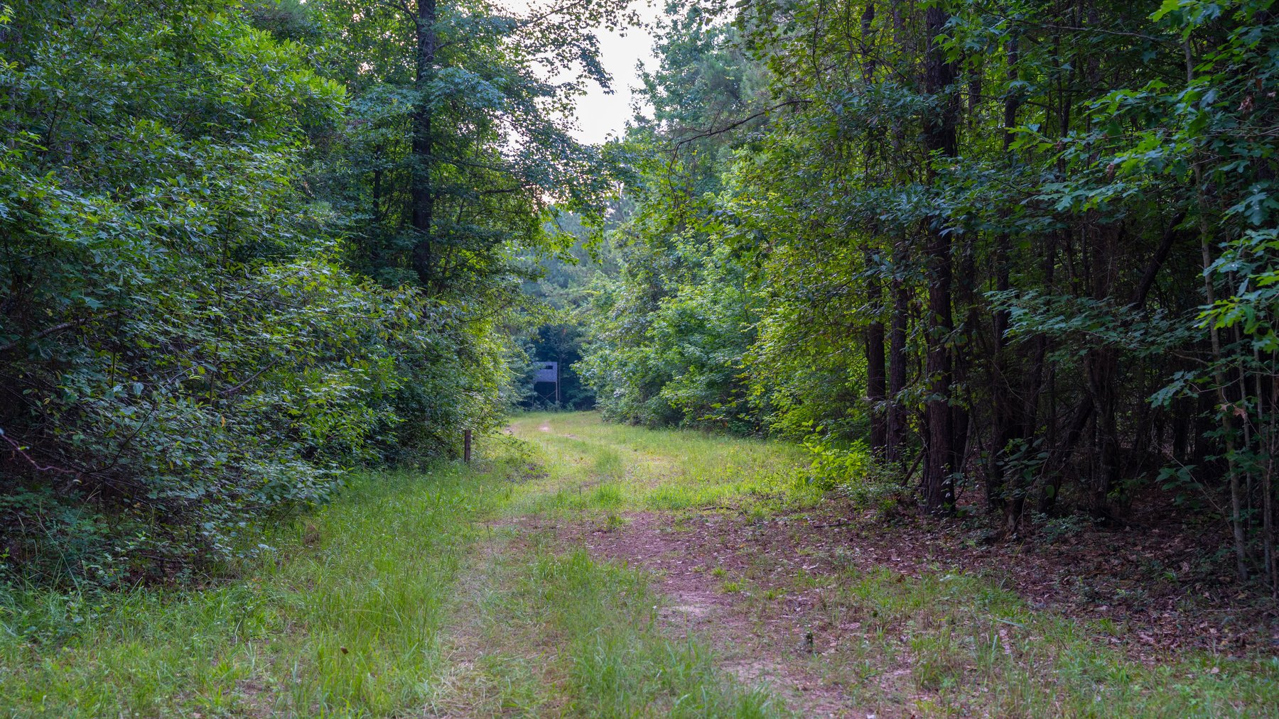 Image for The Wright Place - 190+/- Total Acres - Row Crop & Timber Farm W/ (2) Scenic Ponds