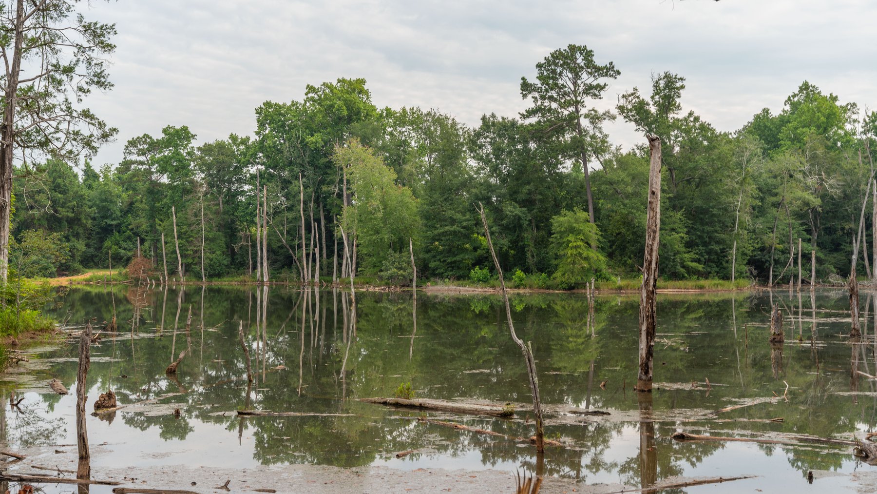 Image for The Wright Place - 190+/- Total Acres - Row Crop & Timber Farm W/ (2) Scenic Ponds