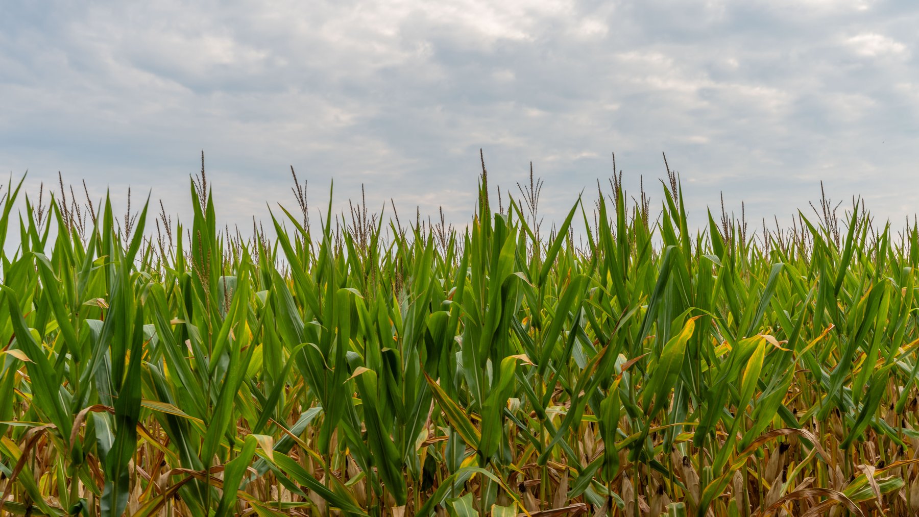 Image for The Wright Place - 190+/- Total Acres - Row Crop & Timber Farm W/ (2) Scenic Ponds