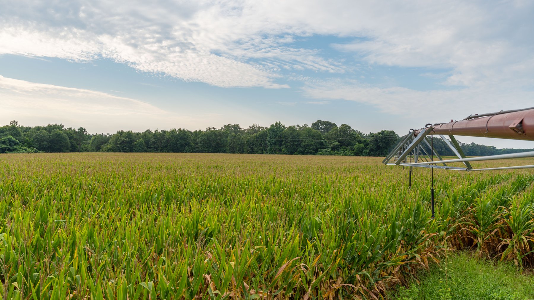 Image for The Wright Place - 190+/- Total Acres - Row Crop & Timber Farm W/ (2) Scenic Ponds