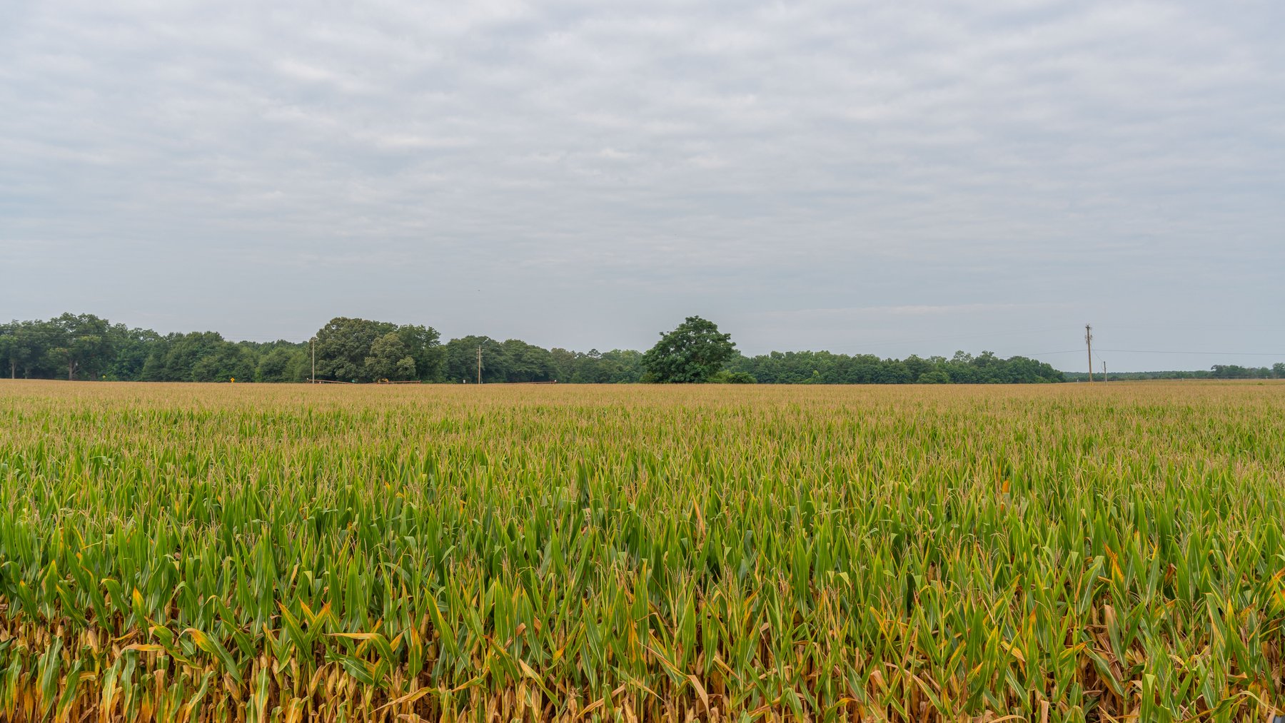 Image for The Wright Place - 190+/- Total Acres - Row Crop & Timber Farm W/ (2) Scenic Ponds