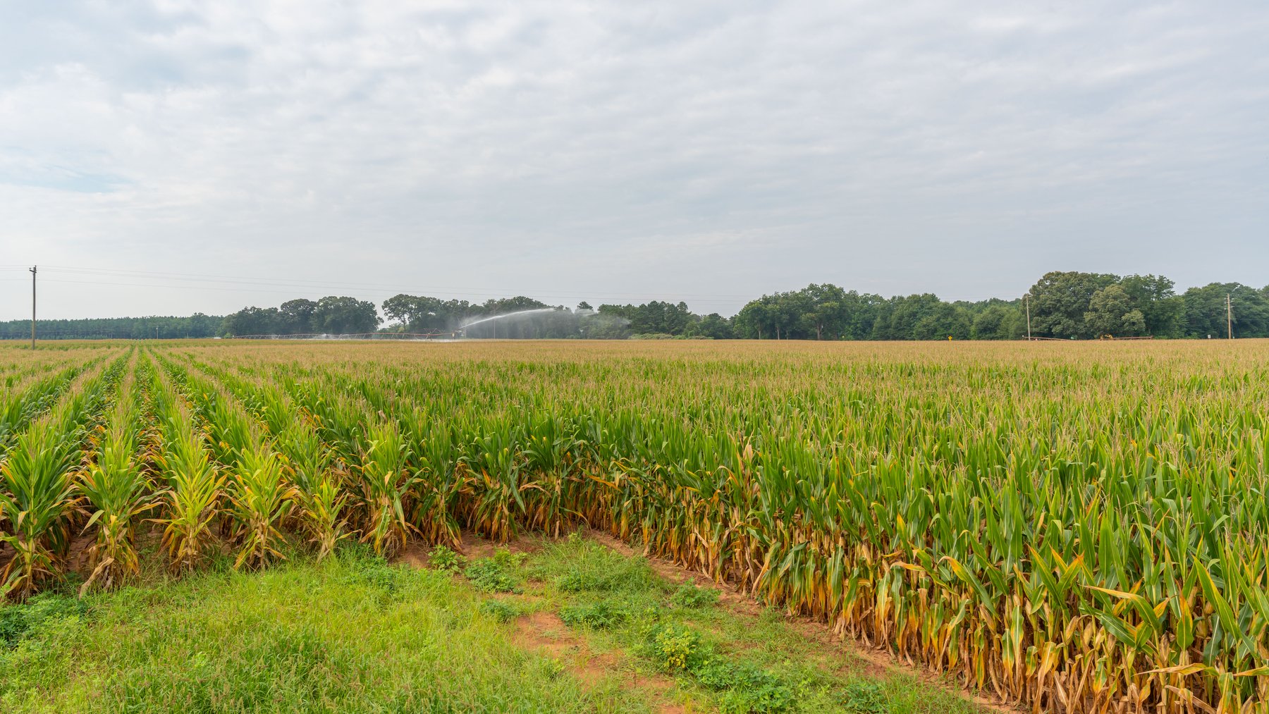Image for The Wright Place - 190+/- Total Acres - Row Crop & Timber Farm W/ (2) Scenic Ponds