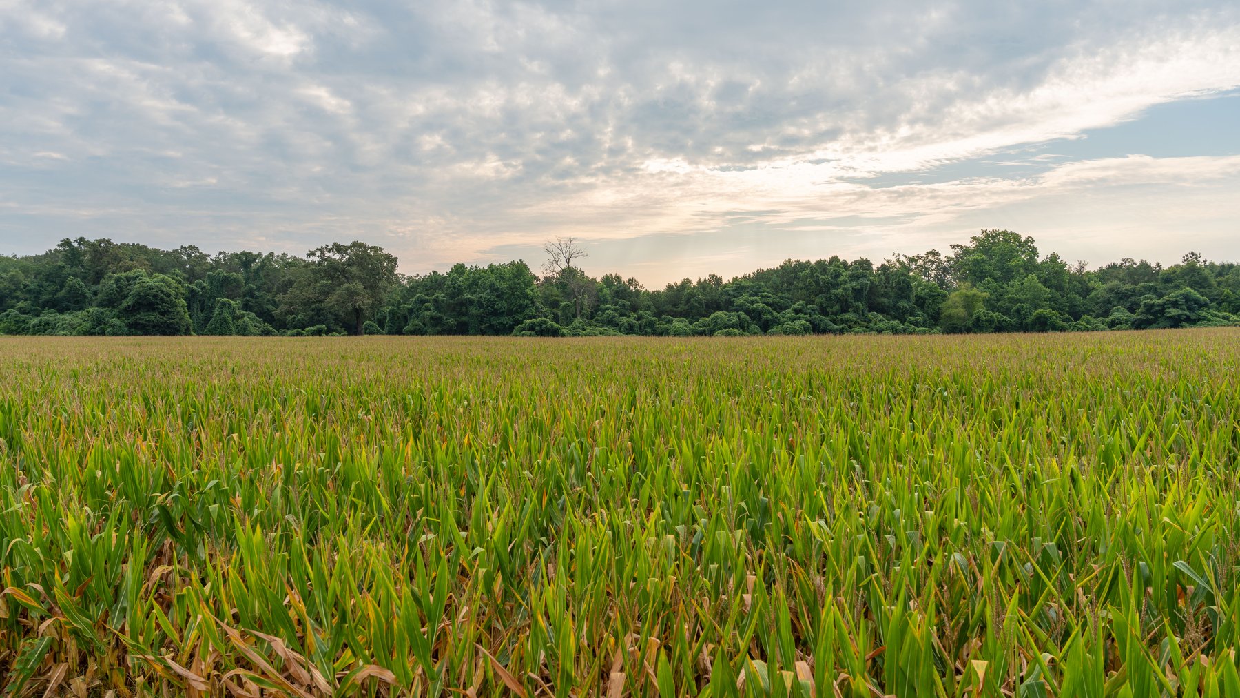 Image for The Wright Place - 190+/- Total Acres - Row Crop & Timber Farm W/ (2) Scenic Ponds