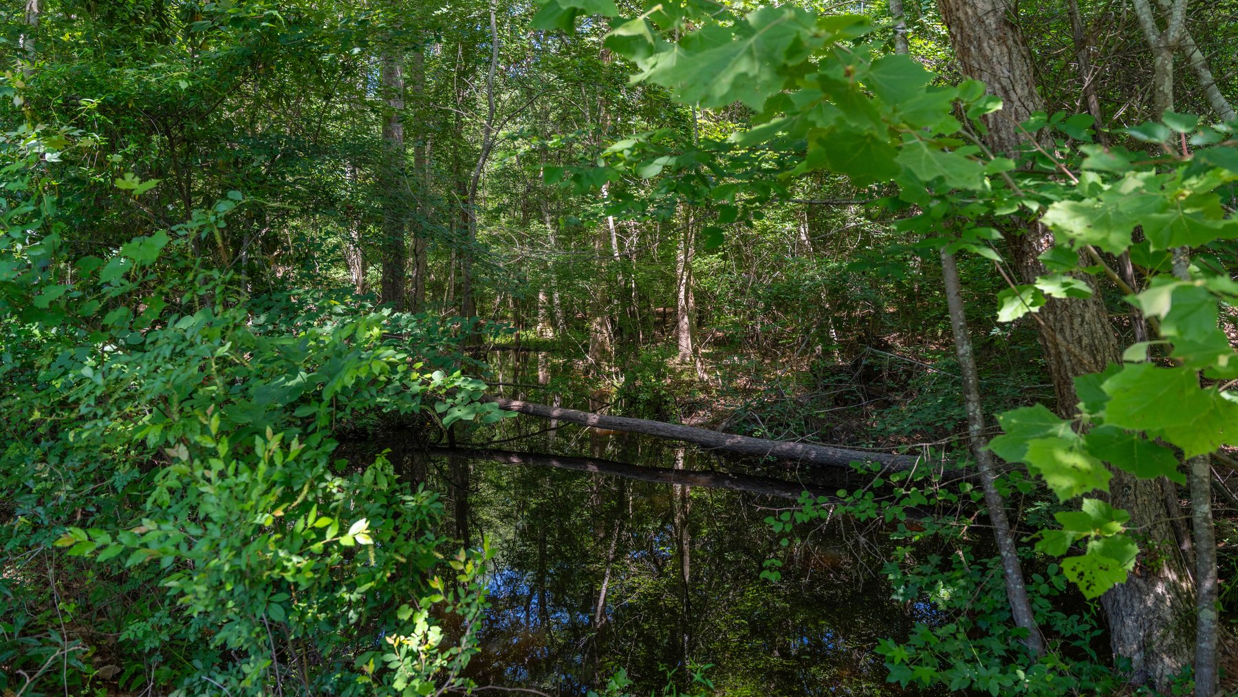 Image for 176+/- Acres - 6,546+/- SF Custom Lodge w/ Stocked Ponds & Food Plots - Mature Timber & Rocky Creek Frontage