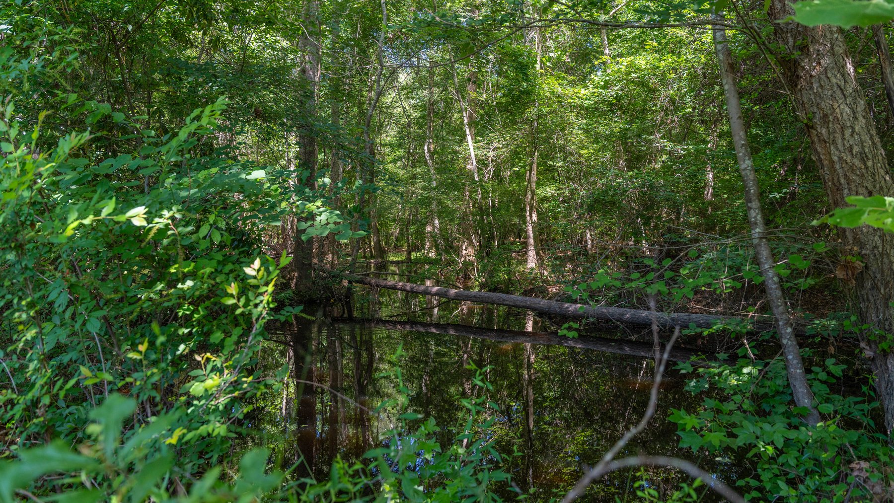 Image for 176+/- Acres - 6,546+/- SF Custom Lodge w/ Stocked Ponds & Food Plots - Mature Timber & Rocky Creek Frontage