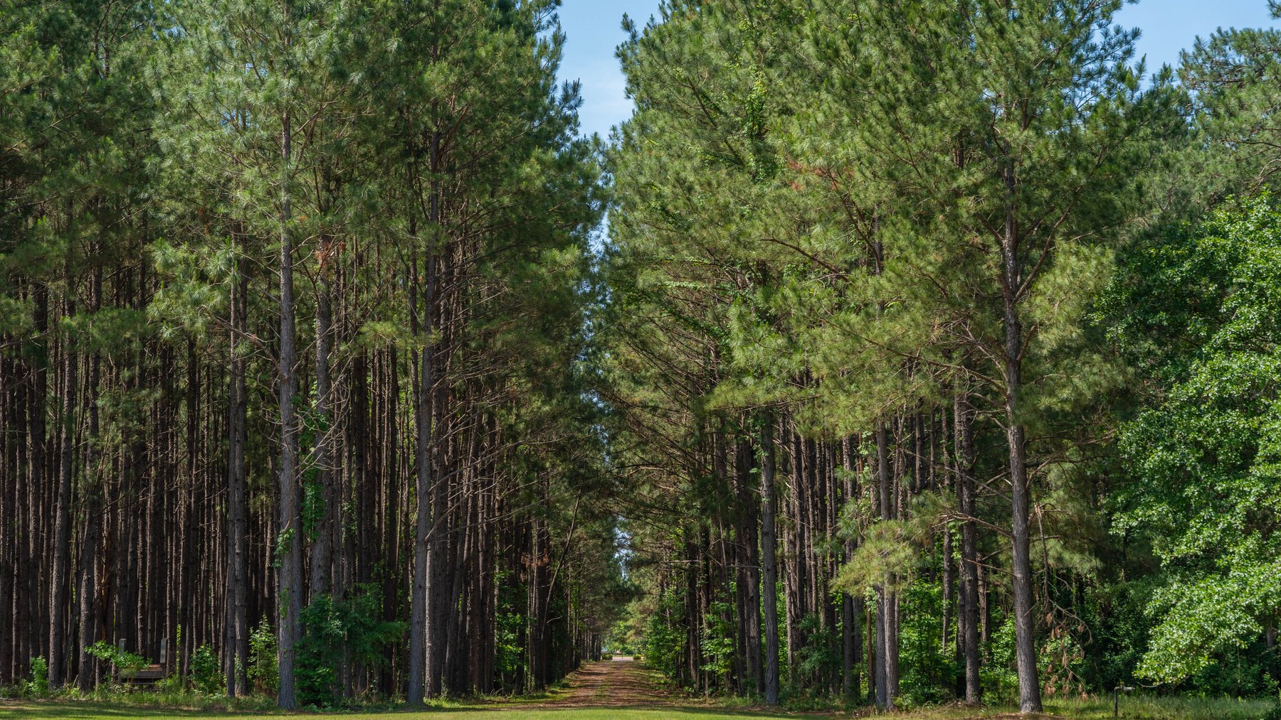 Image for 176+/- Acres - 6,546+/- SF Custom Lodge w/ Stocked Ponds & Food Plots - Mature Timber & Rocky Creek Frontage