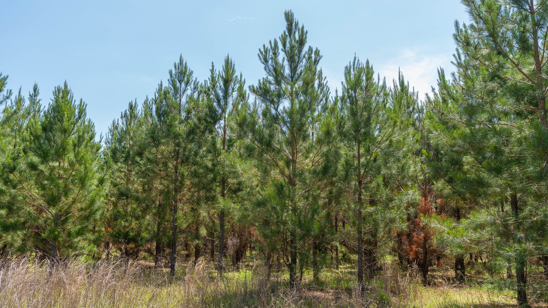 Image for 176+/- Acres - 6,546+/- SF Custom Lodge w/ Stocked Ponds & Food Plots - Mature Timber & Rocky Creek Frontage