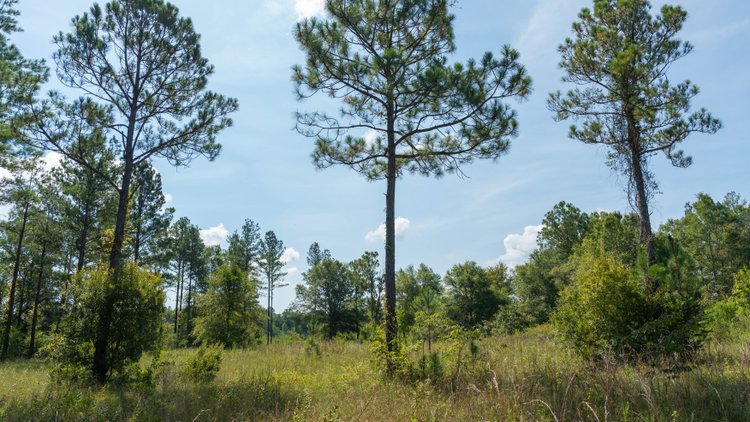 Image for The Kaney Head Creek Place – 251.8 +/- Total Acres - Prime Hunting Tract w/ Mature Hardwoods - Miller County, GA