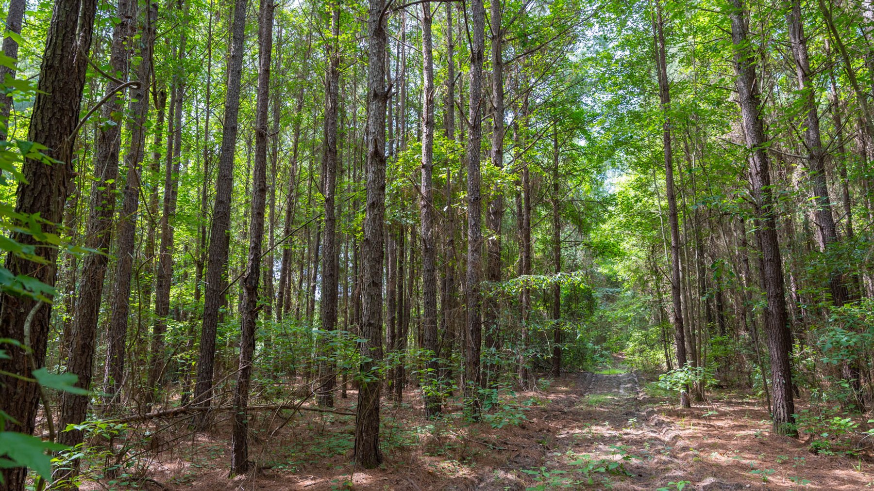 Image for 28.58+/- Total Acres -  Rental Home w/ Mature Timber - Recreational & Investment Opportunity