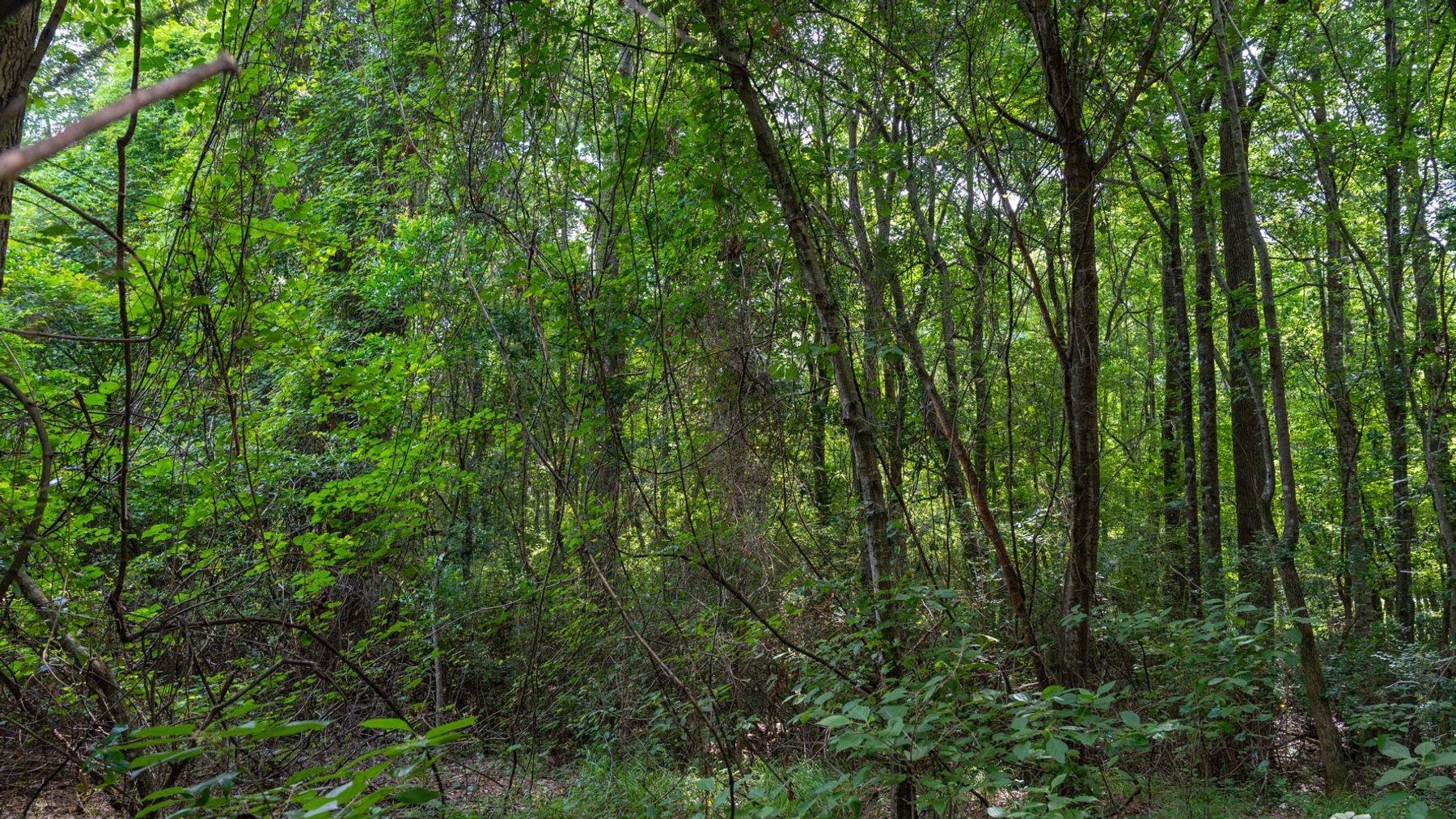 Image for 28.58+/- Total Acres -  Rental Home w/ Mature Timber - Recreational & Investment Opportunity