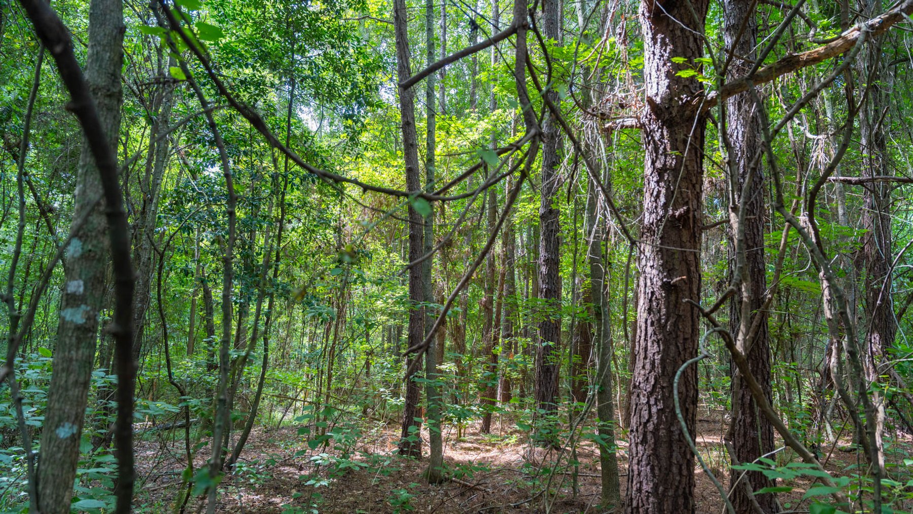 Image for 28.58+/- Total Acres -  Rental Home w/ Mature Timber - Recreational & Investment Opportunity