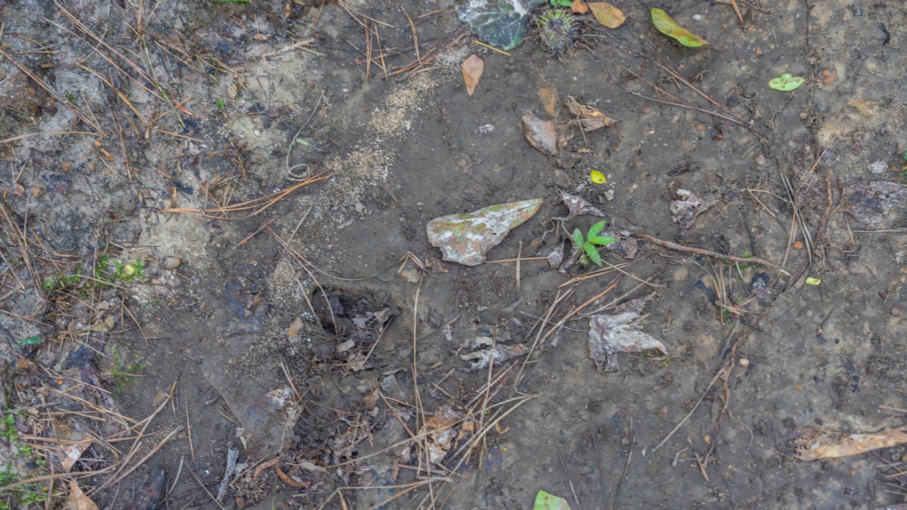 Image for 28.58+/- Total Acres -  Rental Home w/ Mature Timber - Recreational & Investment Opportunity