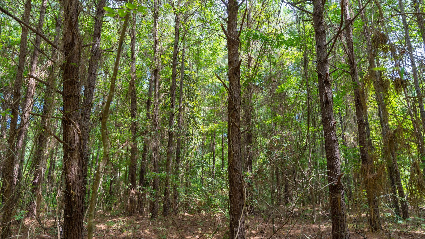 Image for 28.58+/- Total Acres -  Rental Home w/ Mature Timber - Recreational & Investment Opportunity