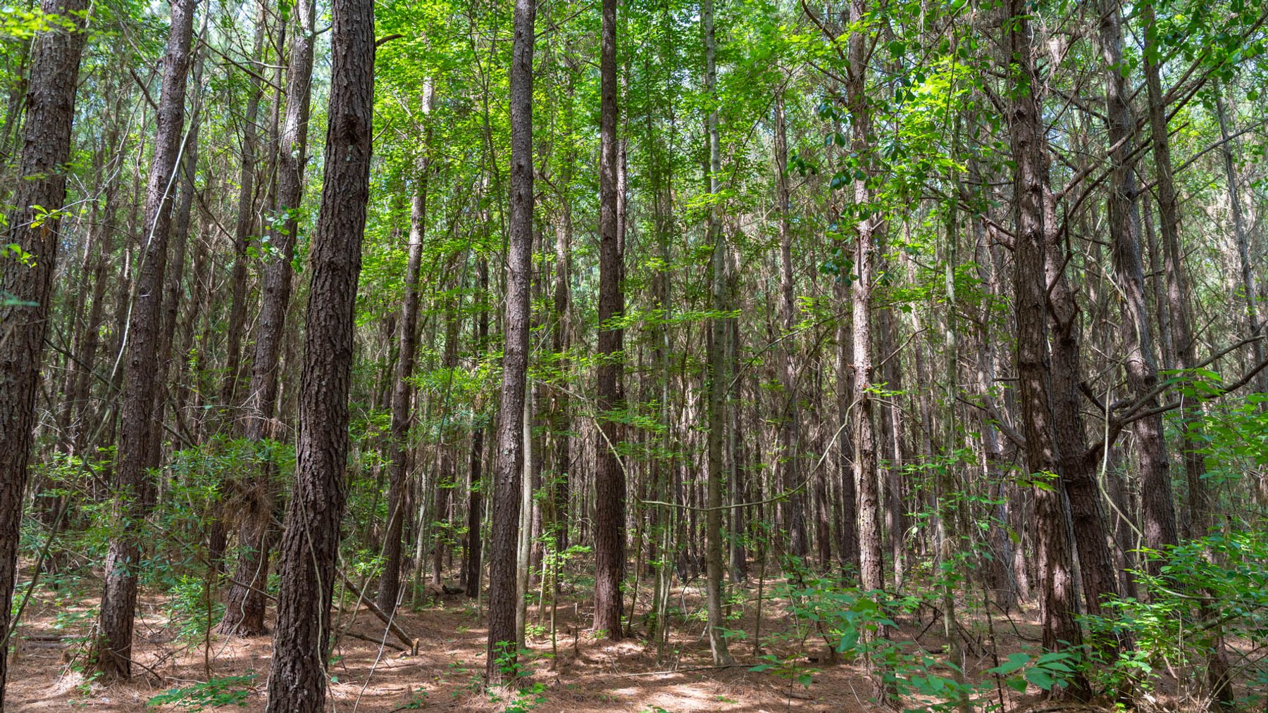 Image for 28.58+/- Total Acres -  Rental Home w/ Mature Timber - Recreational & Investment Opportunity