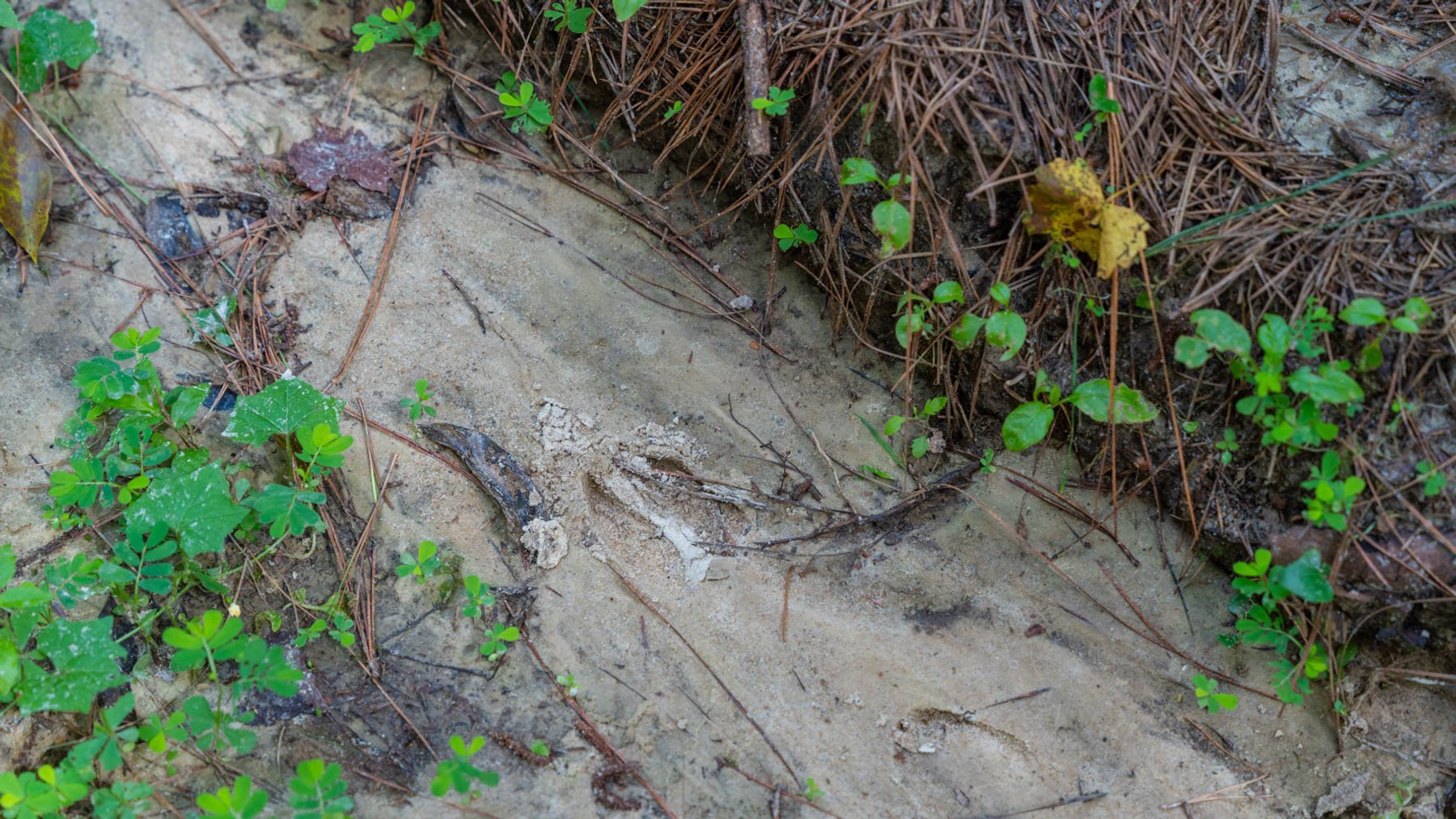 Image for 28.58+/- Total Acres -  Rental Home w/ Mature Timber - Recreational & Investment Opportunity