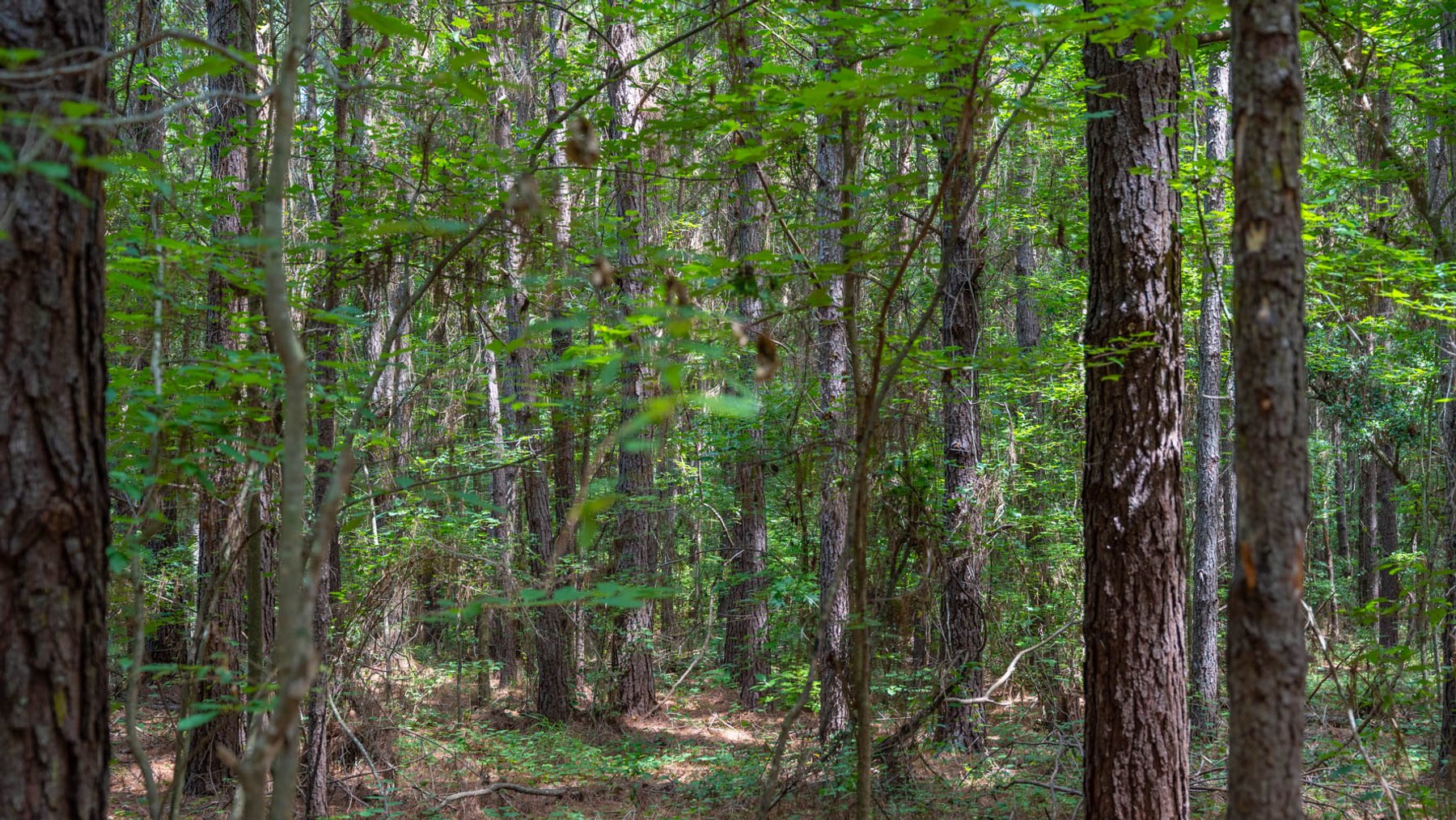 Image for 28.58+/- Total Acres -  Rental Home w/ Mature Timber - Recreational & Investment Opportunity