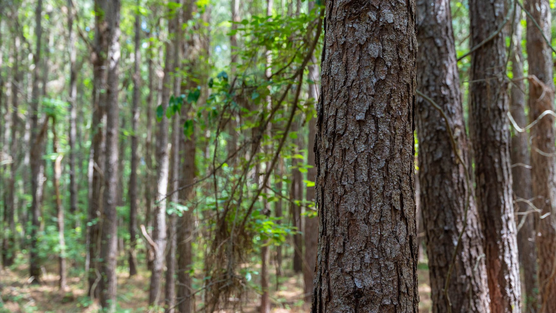 Image for 28.58+/- Total Acres -  Rental Home w/ Mature Timber - Recreational & Investment Opportunity