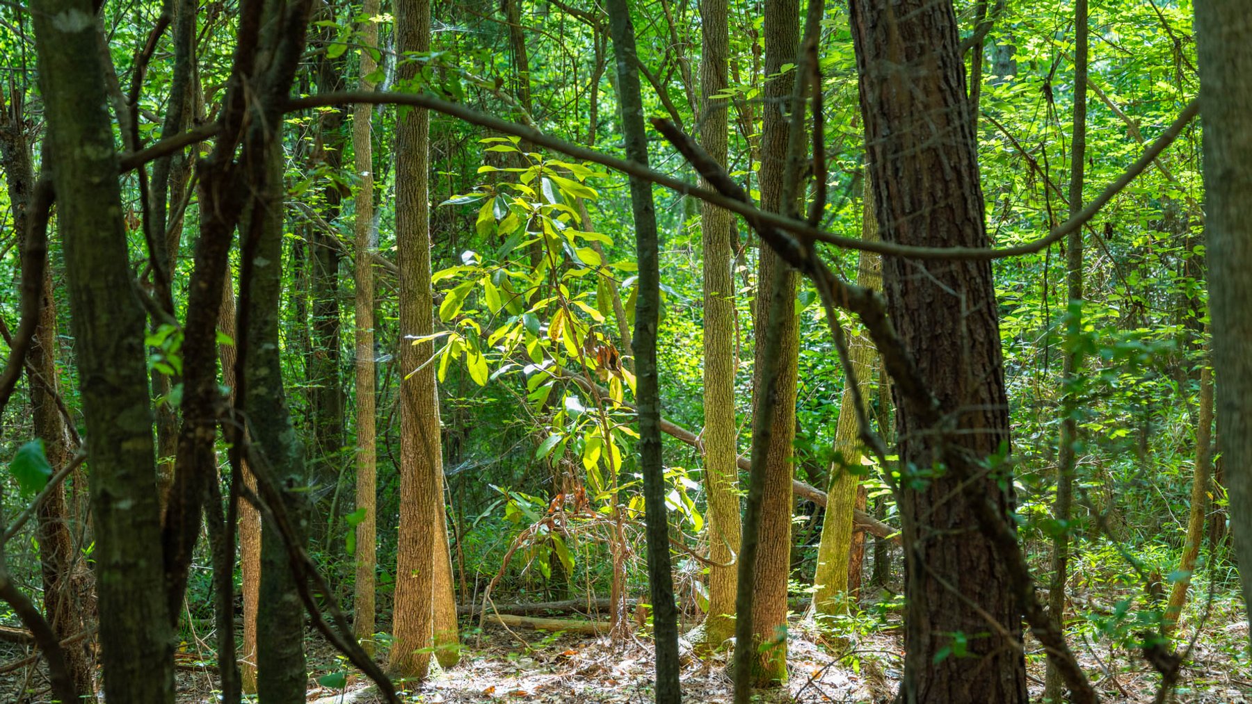 Image for 28.58+/- Total Acres -  Rental Home w/ Mature Timber - Recreational & Investment Opportunity