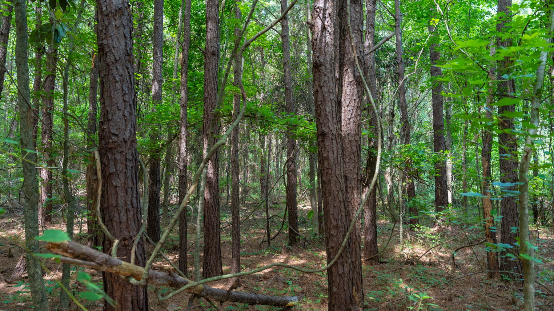 Image for 28.58+/- Total Acres -  Rental Home w/ Mature Timber - Recreational & Investment Opportunity