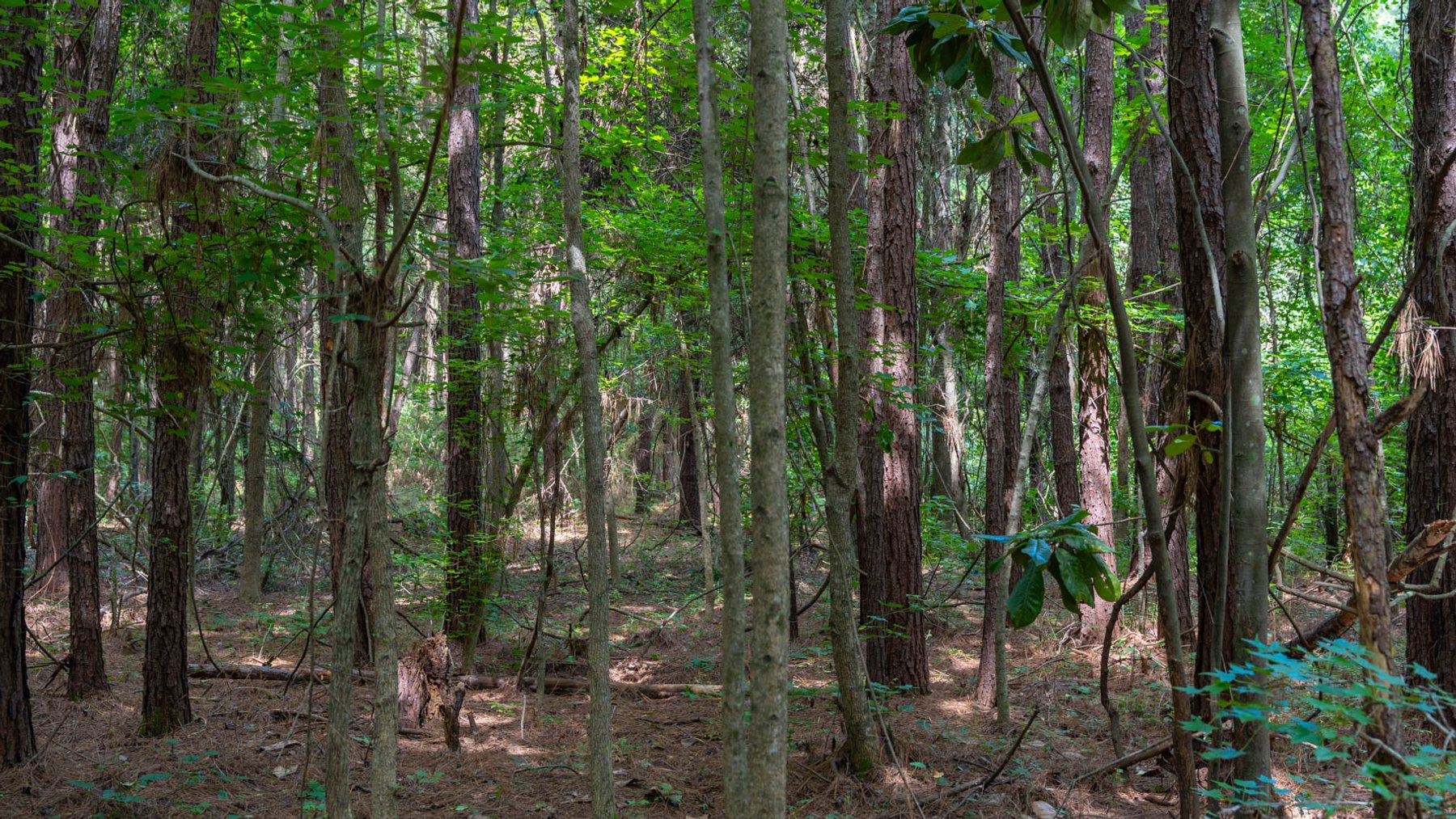 Image for 28.58+/- Total Acres -  Rental Home w/ Mature Timber - Recreational & Investment Opportunity