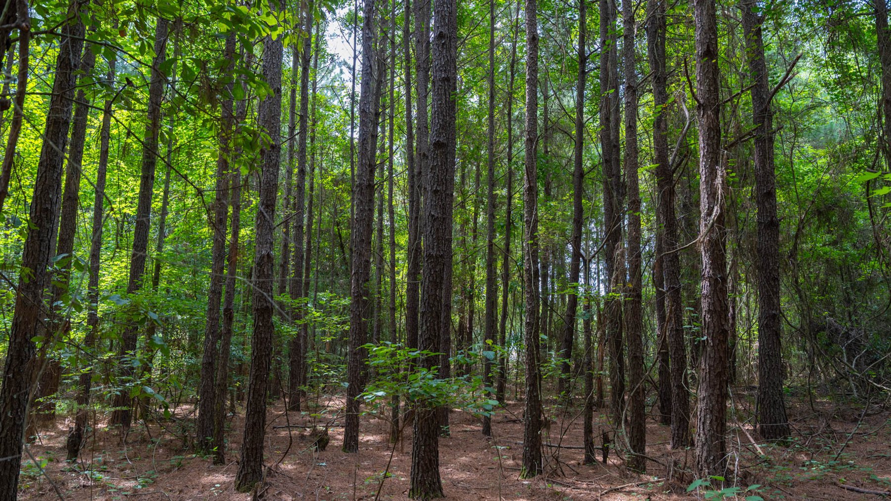 Image for 28.58+/- Total Acres -  Rental Home w/ Mature Timber - Recreational & Investment Opportunity