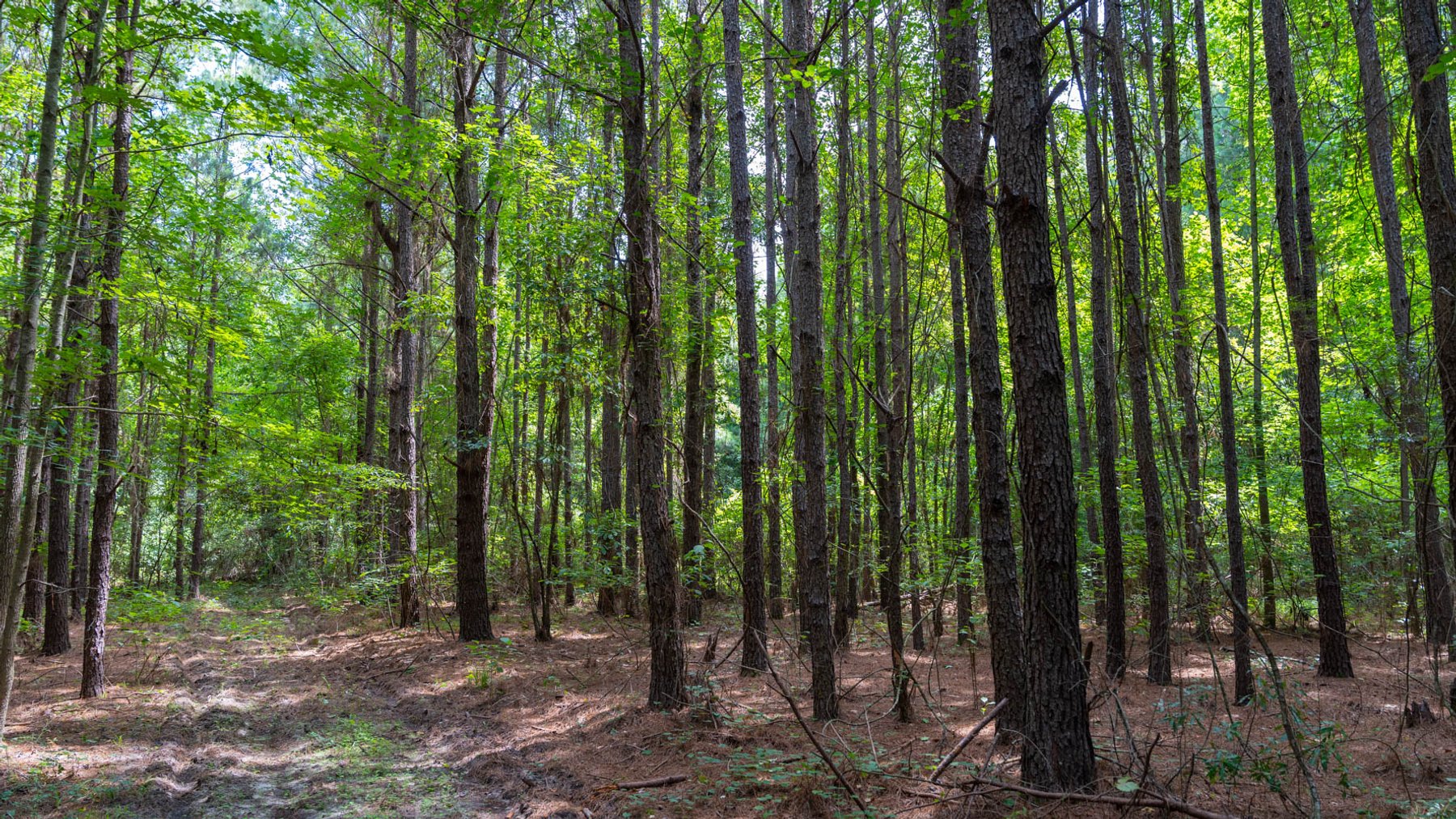 Image for 28.58+/- Total Acres -  Rental Home w/ Mature Timber - Recreational & Investment Opportunity