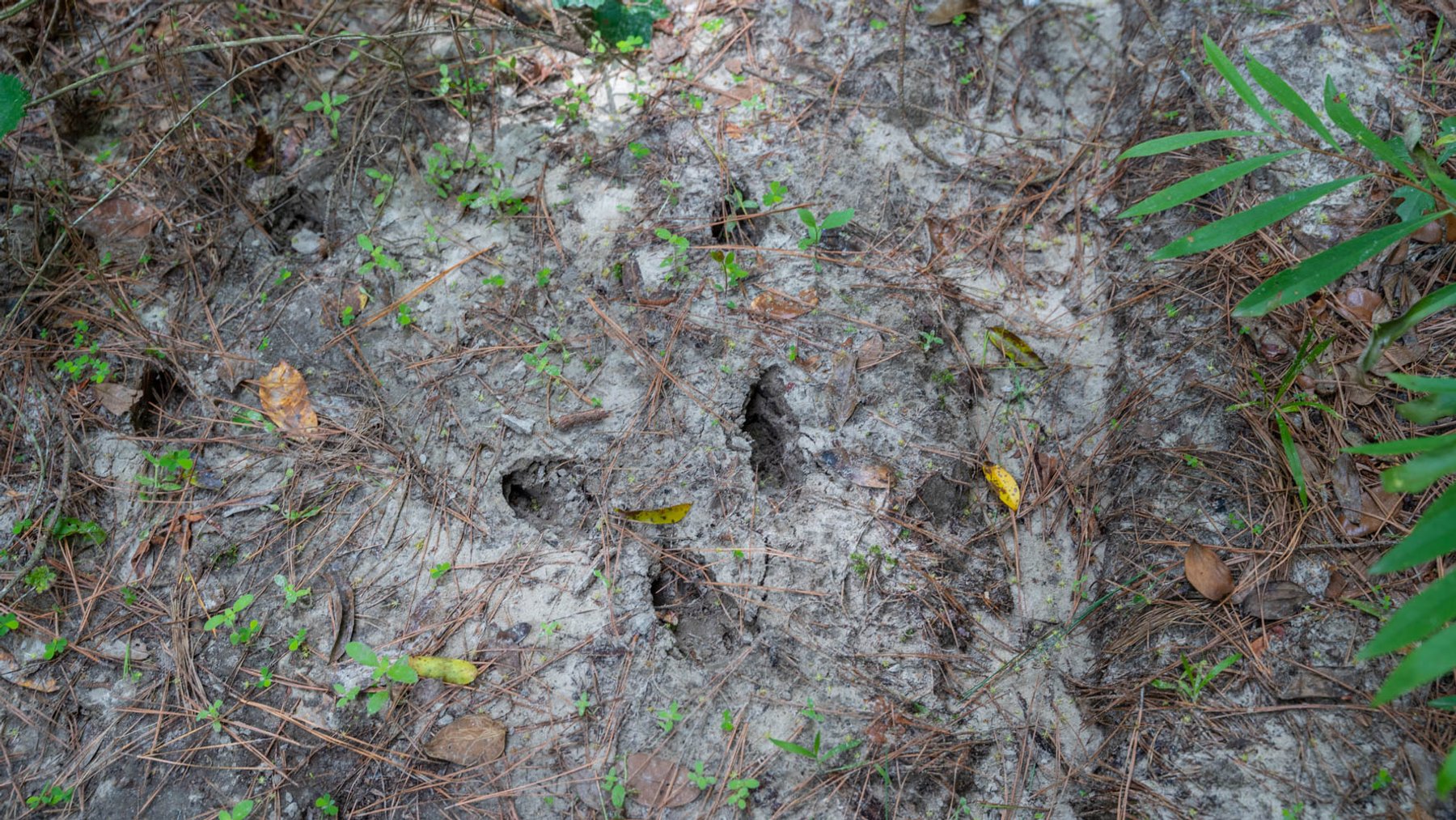 Image for 28.58+/- Total Acres -  Rental Home w/ Mature Timber - Recreational & Investment Opportunity