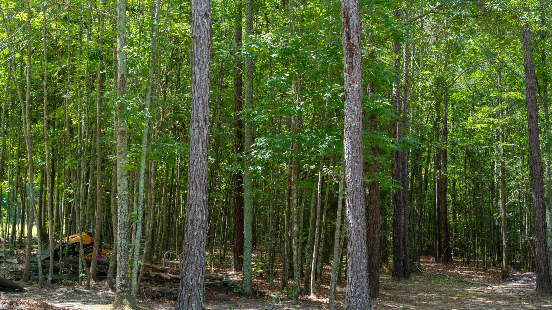 Image for 28.58+/- Total Acres -  Rental Home w/ Mature Timber - Recreational & Investment Opportunity