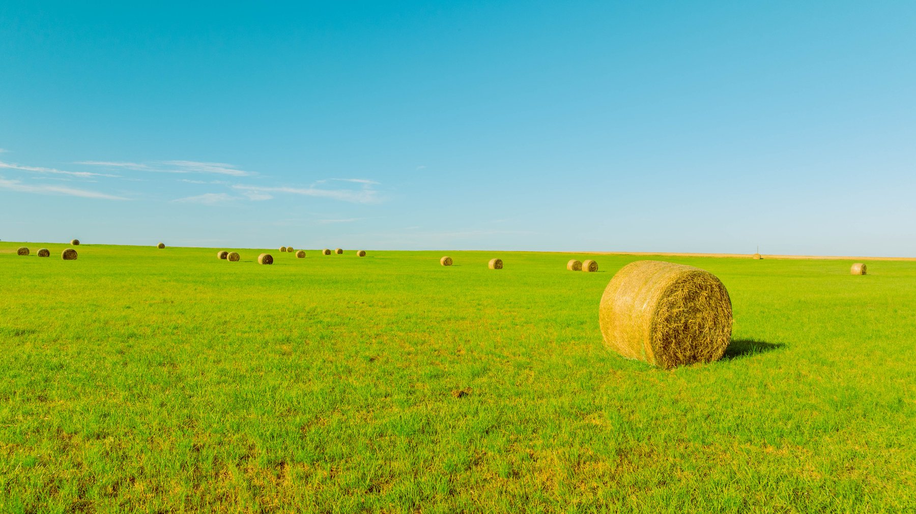 Image for 224+/- Total Acres – The Bowen Farm - Productive Farmland w/ Brick Home, Coastal Hayfields & Large Metal Building