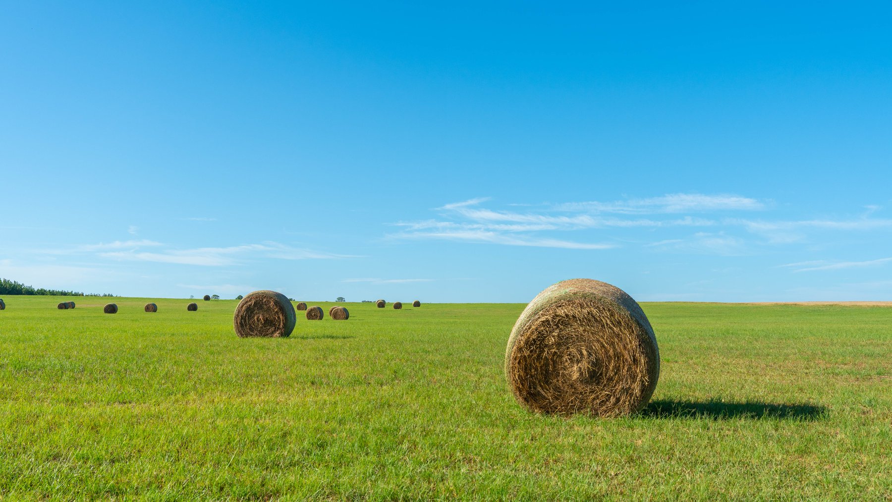 Image for 224+/- Total Acres – The Bowen Farm - Productive Farmland w/ Brick Home, Coastal Hayfields & Large Metal Building
