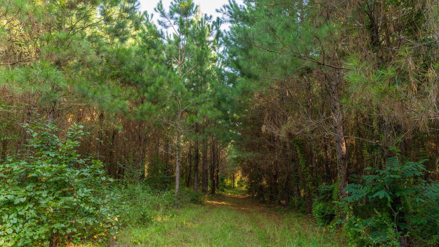 Image for 28+/- Total Acres - Versatile Land for Recreation & Living