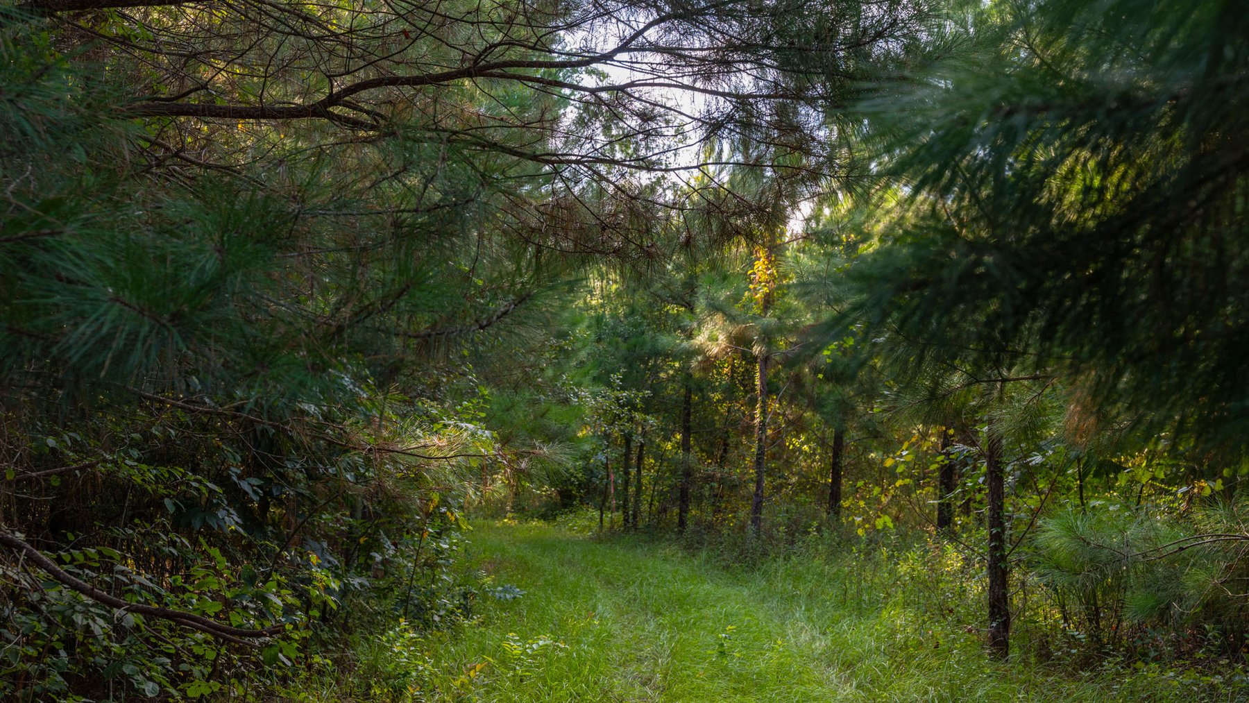 Image for 28+/- Total Acres - Versatile Land for Recreation & Living