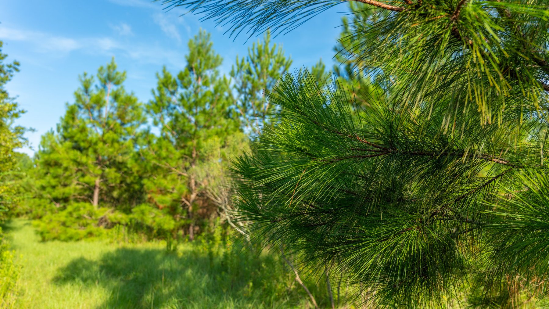 Image for 28+/- Total Acres - Versatile Land for Recreation & Living