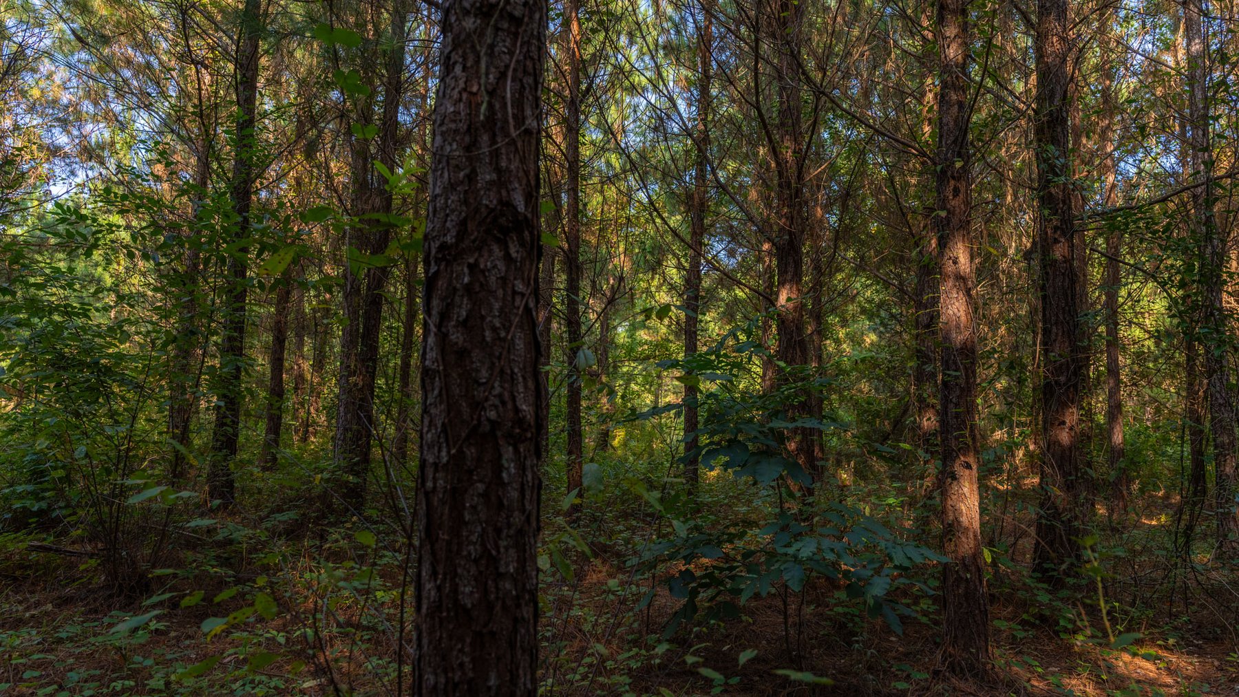 Image for 28+/- Total Acres - Versatile Land for Recreation & Living