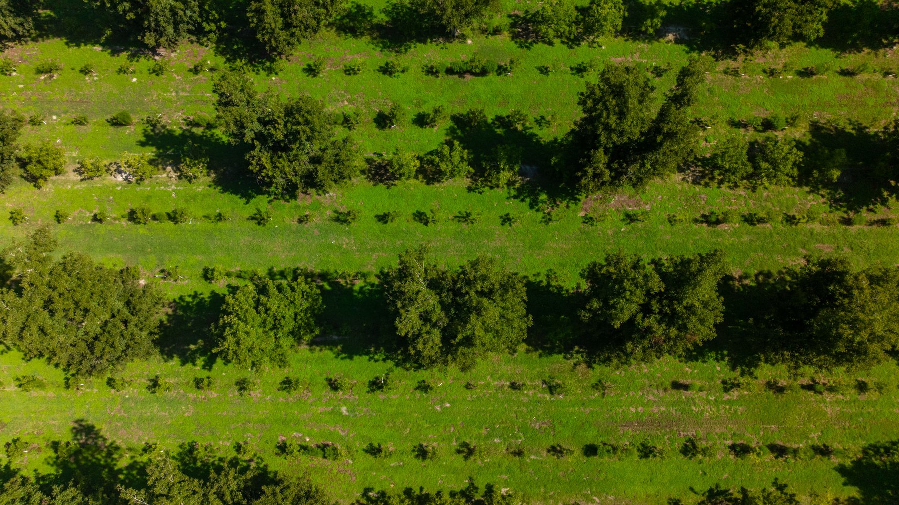Image for 235± Acres – Woodard Orchard - Irrigated Pecan Orchard with Pond,  Homes, Buildings & Improvements - Prime Development Potential
