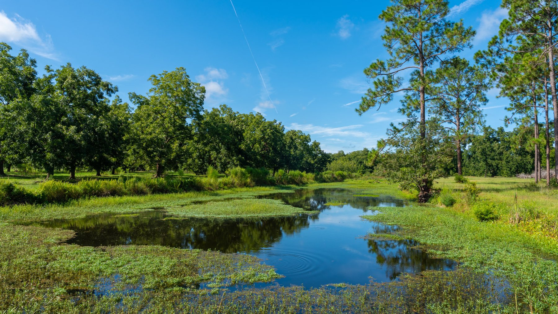 Image for 235± Acres – Woodard Orchard - Irrigated Pecan Orchard with Pond,  Homes, Buildings & Improvements - Prime Development Potential
