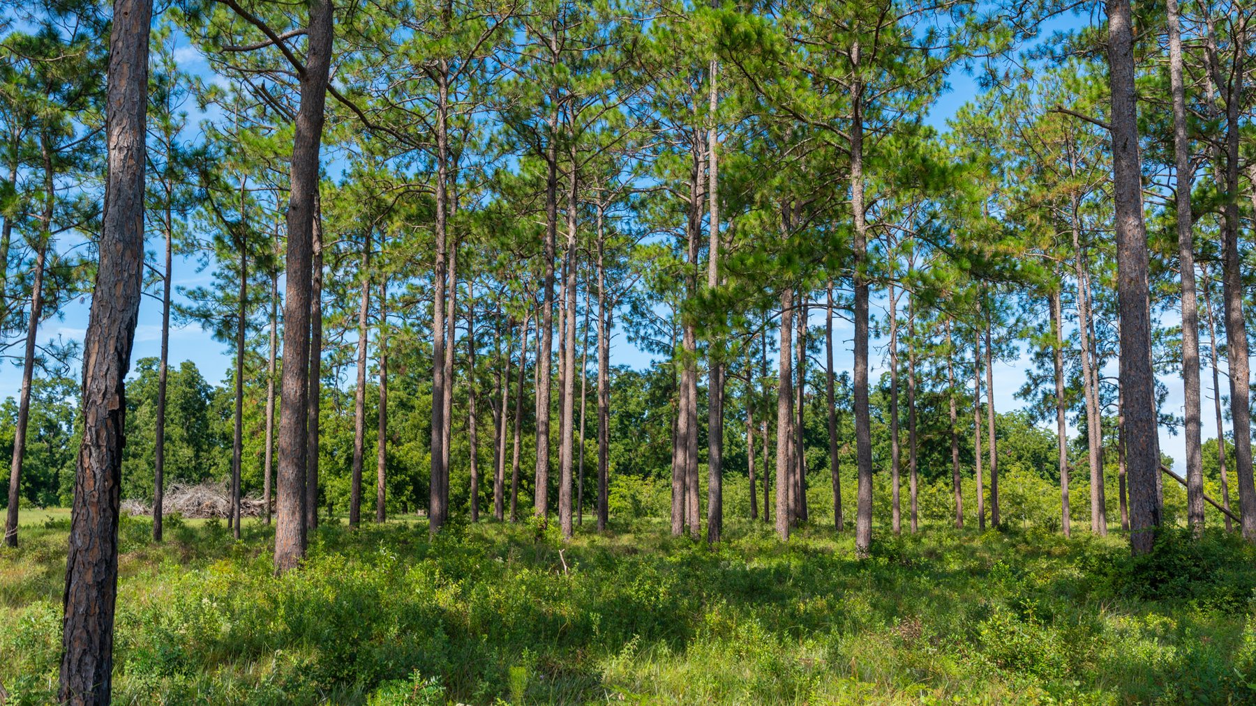 Image for 235± Acres – Woodard Orchard - Irrigated Pecan Orchard with Pond,  Homes, Buildings & Improvements - Prime Development Potential