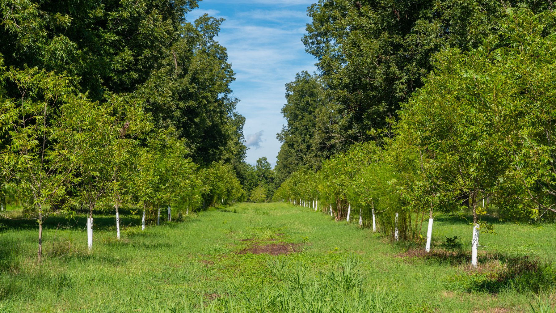 Image for 235± Acres – Woodard Orchard - Irrigated Pecan Orchard with Pond,  Homes, Buildings & Improvements - Prime Development Potential