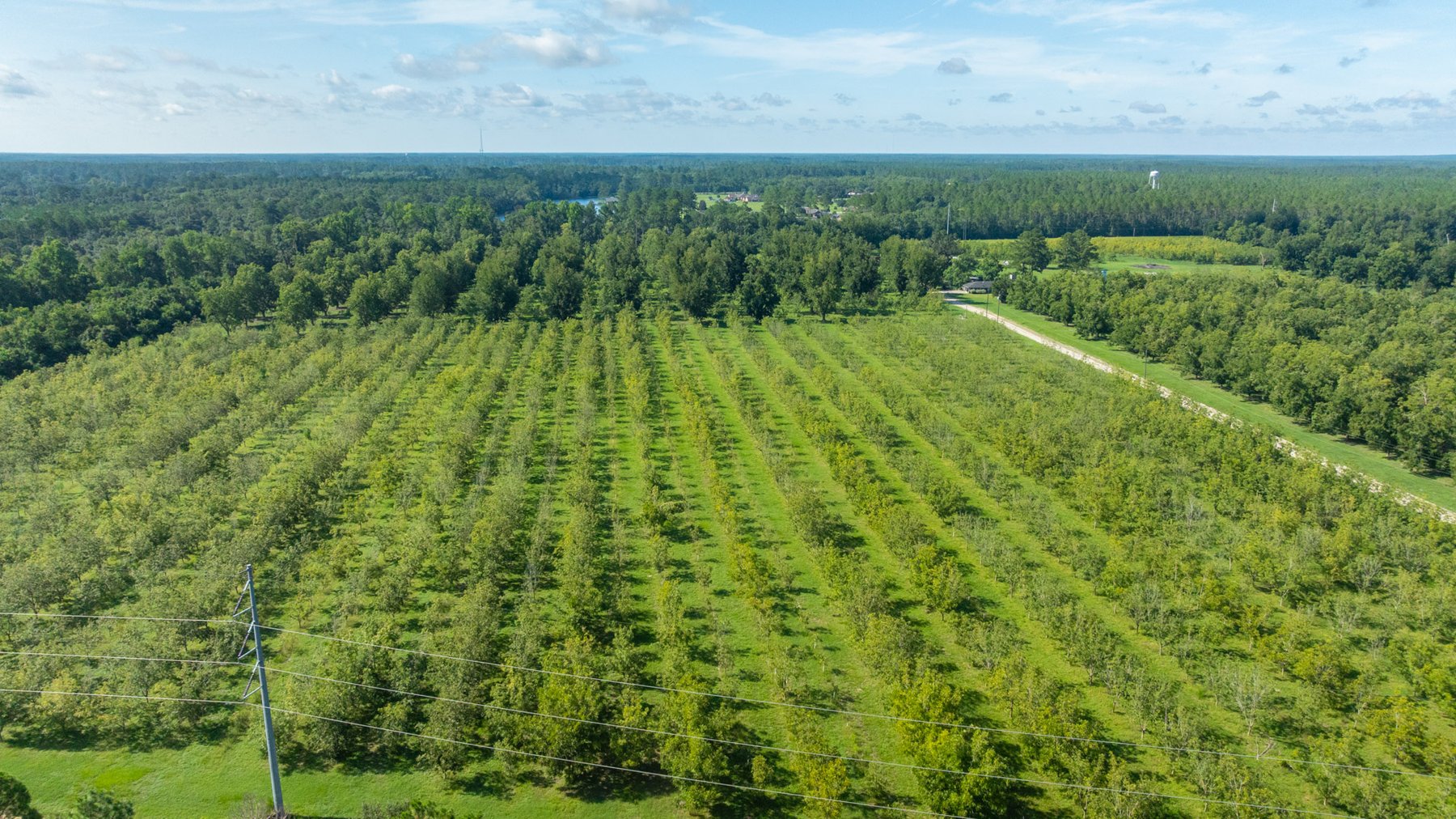 Image for 235± Acres – Woodard Orchard - Irrigated Pecan Orchard with Pond,  Homes, Buildings & Improvements - Prime Development Potential