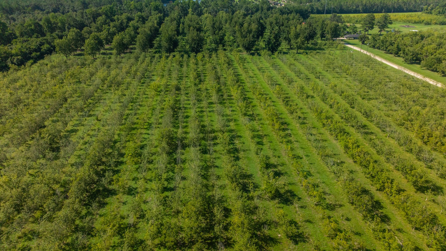 Image for 235± Acres – Woodard Orchard - Irrigated Pecan Orchard with Pond,  Homes, Buildings & Improvements - Prime Development Potential