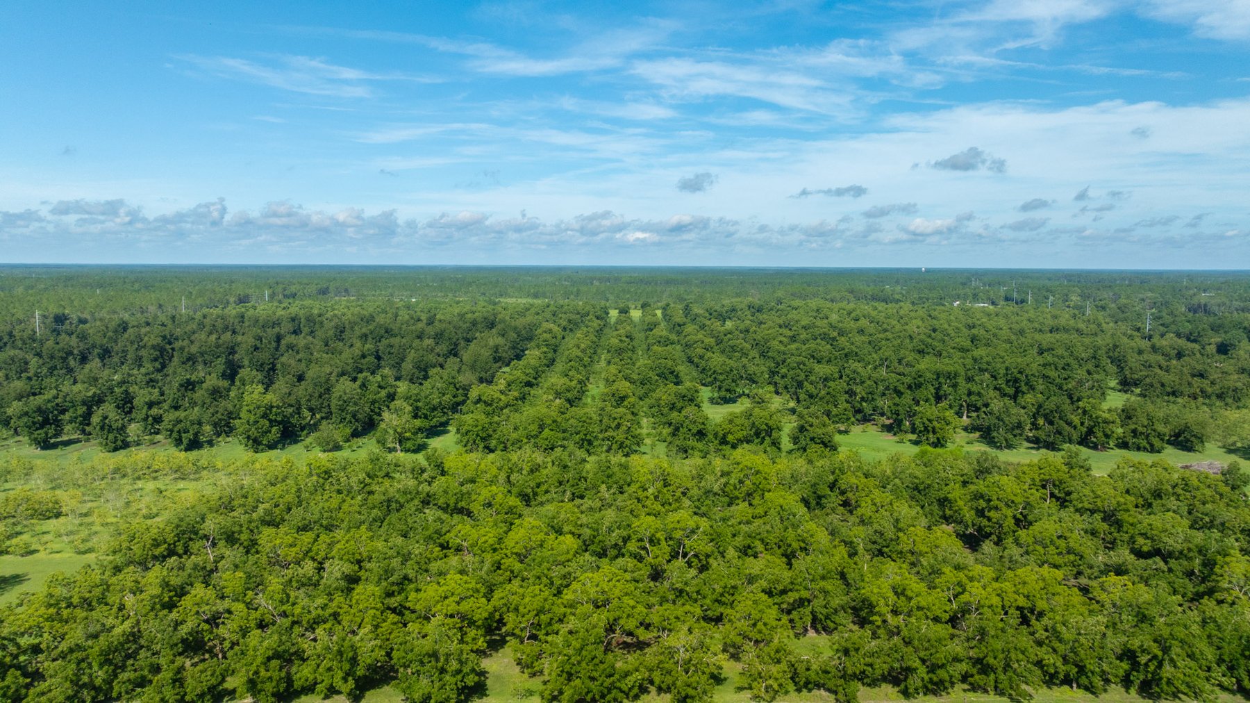 Image for 235± Acres – Woodard Orchard - Irrigated Pecan Orchard with Pond,  Homes, Buildings & Improvements - Prime Development Potential