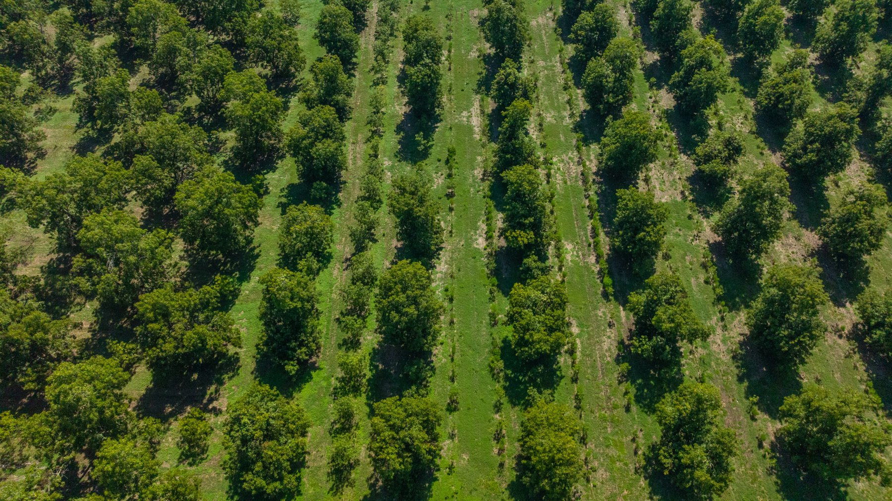 Image for 235± Acres – Woodard Orchard - Irrigated Pecan Orchard with Pond,  Homes, Buildings & Improvements - Prime Development Potential