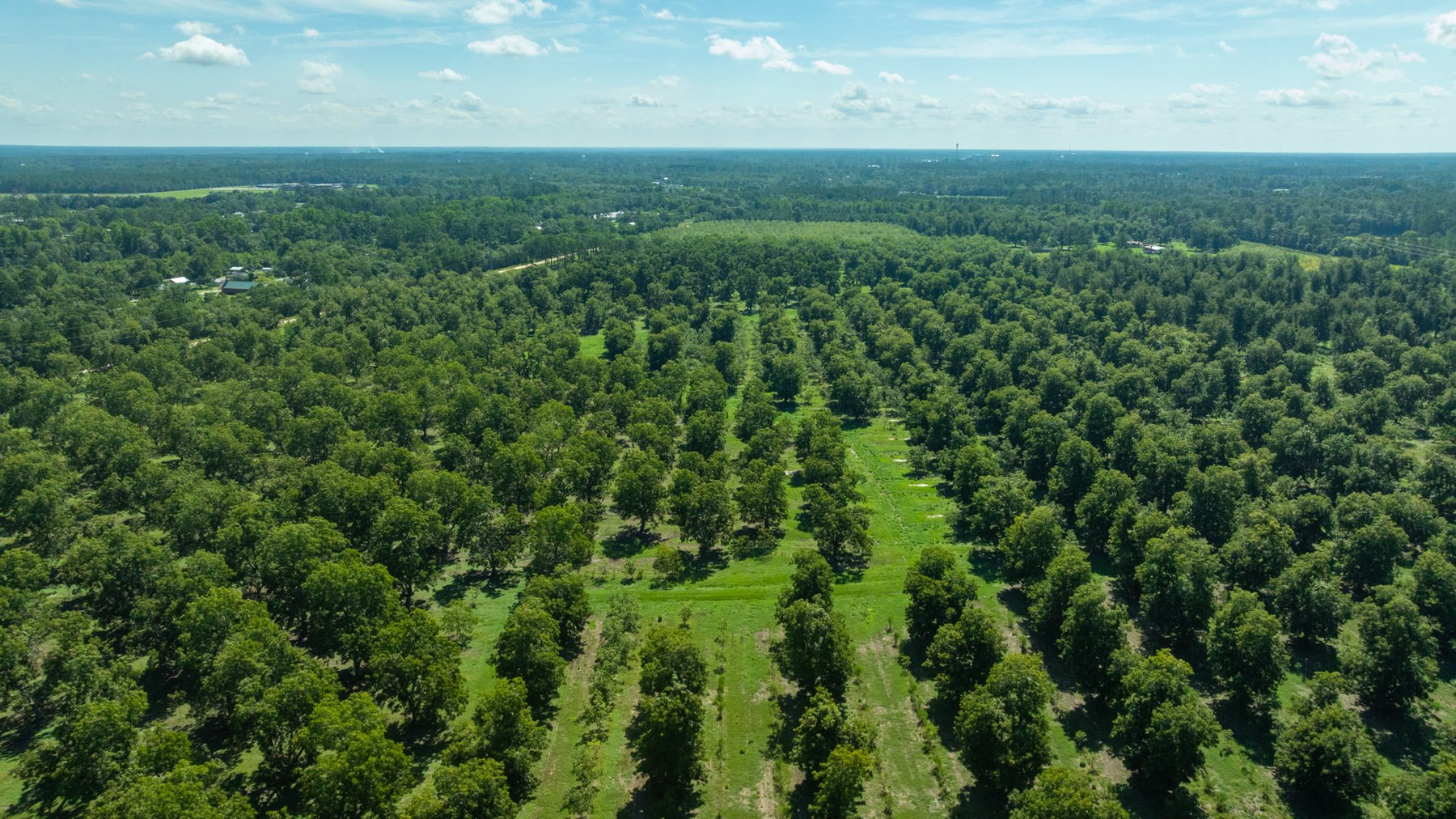 Image for 235± Acres – Woodard Orchard - Irrigated Pecan Orchard with Pond,  Homes, Buildings & Improvements - Prime Development Potential