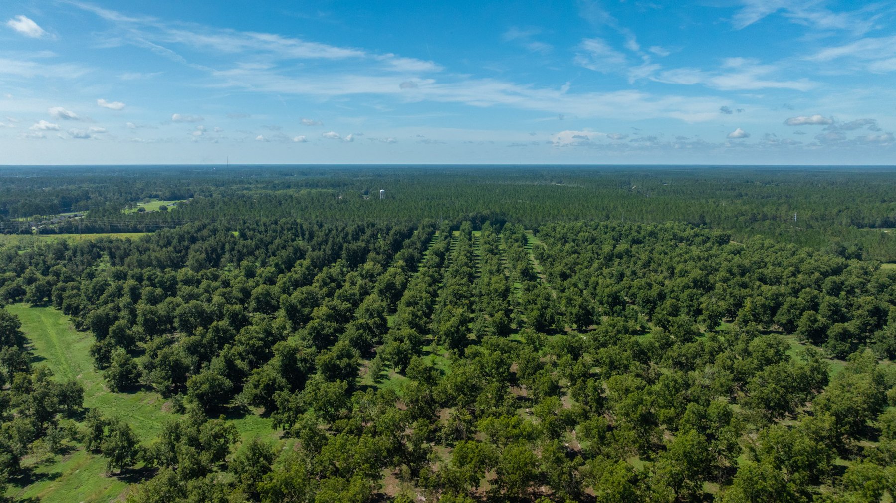 Image for 235± Acres – Woodard Orchard - Irrigated Pecan Orchard with Pond,  Homes, Buildings & Improvements - Prime Development Potential